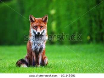 fox in garden