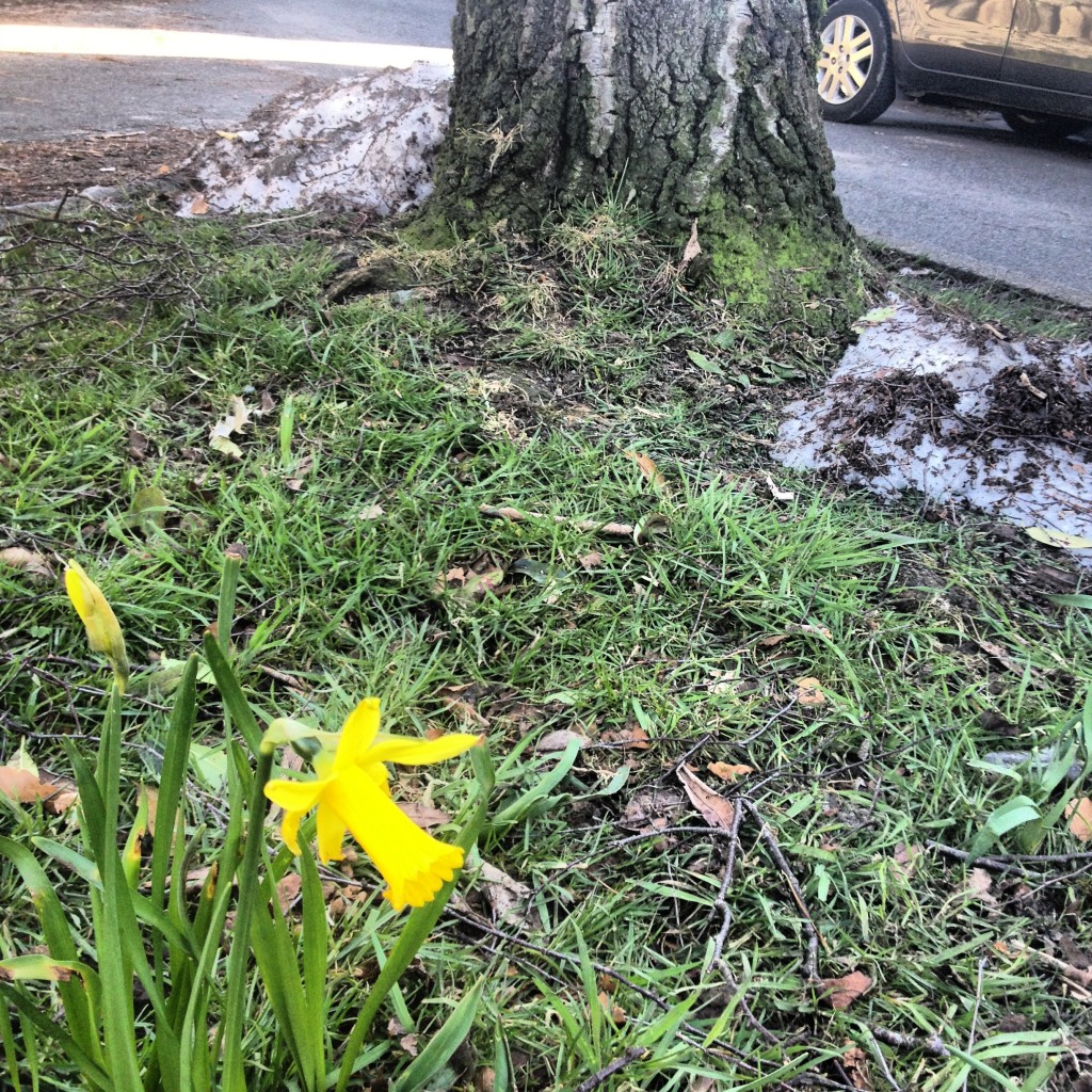 Snow and daffodils. The weather still can't decide if it's spring or winter.