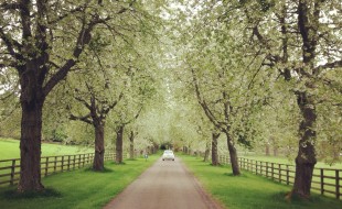 How cool is this photo? it's the driveway leading to Cawder Castle in Inverness. Beautiful.
